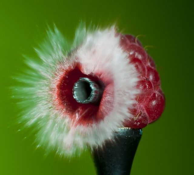 Incredible High-Speed photography by Alan Sailer (99 pics)