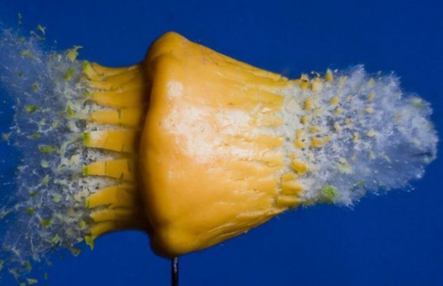 Incredible High-Speed photography by Alan Sailer (99 pics)