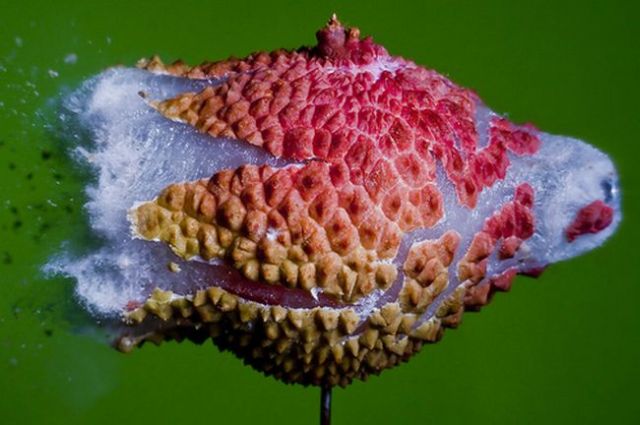 Incredible High-Speed photography by Alan Sailer (99 pics)
