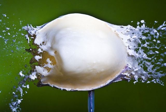 Incredible High-Speed photography by Alan Sailer (99 pics)