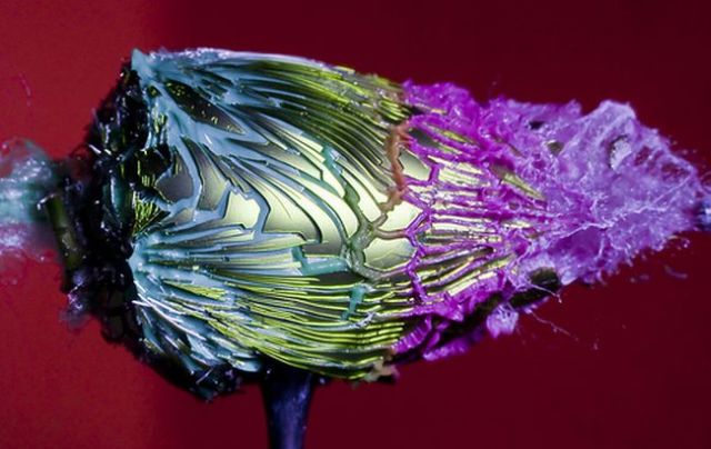 Incredible High-Speed photography by Alan Sailer (99 pics)