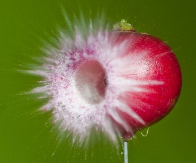 Incredible High-Speed photography by Alan Sailer (99 pics)