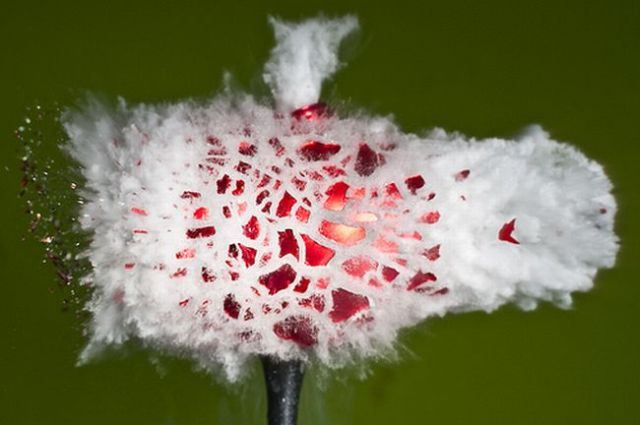 Incredible High-Speed photography by Alan Sailer (99 pics)