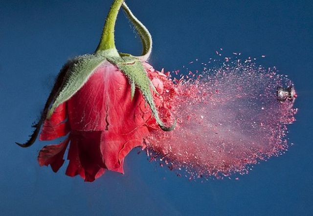 Incredible High-Speed photography by Alan Sailer (99 pics)