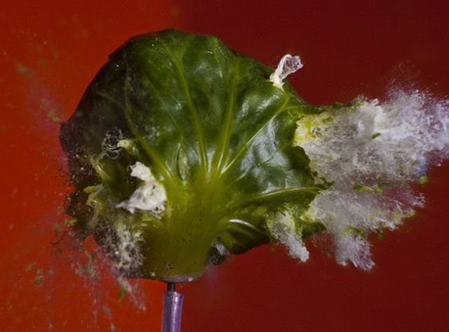 Incredible High-Speed photography by Alan Sailer (99 pics)