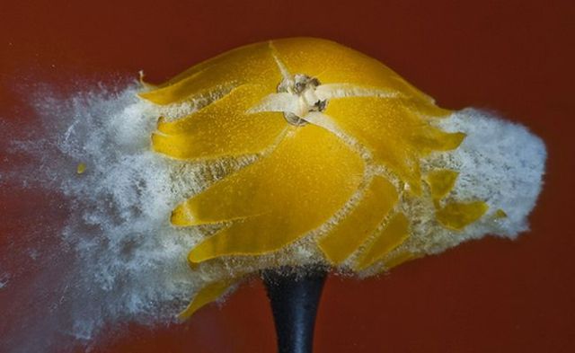Incredible High-Speed photography by Alan Sailer (99 pics)
