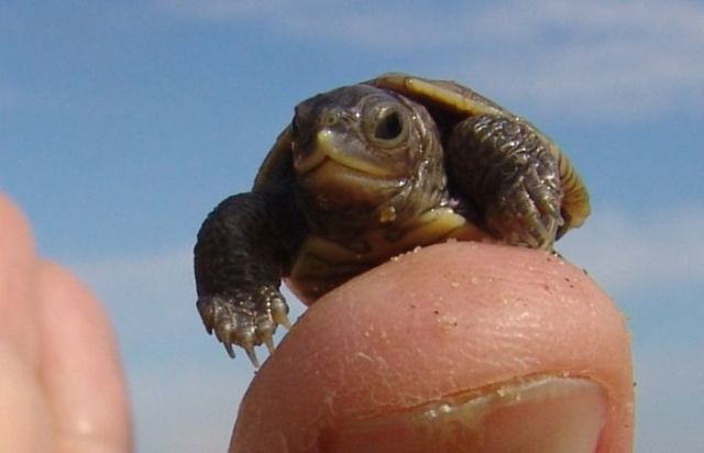 Tiny versions of bigger things (41 pics)