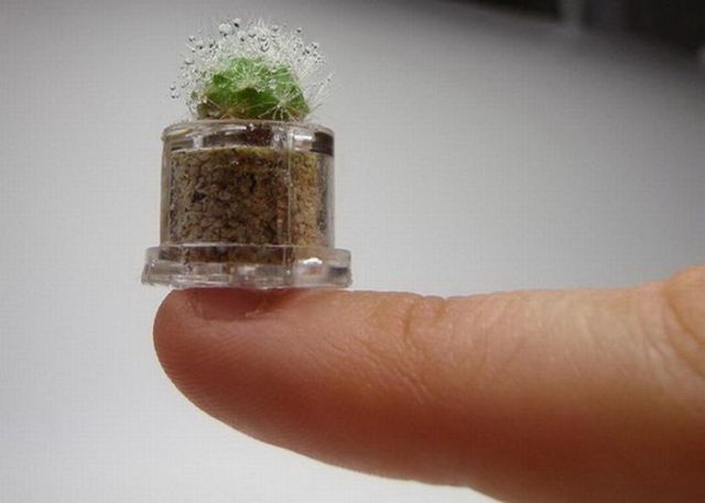 Tiny versions of bigger things (41 pics)