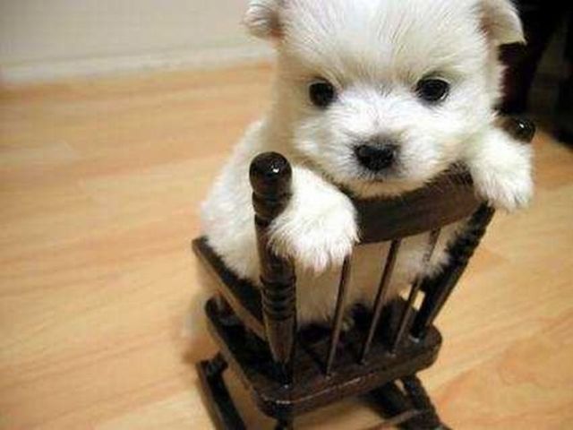 Tiny versions of bigger things (41 pics)