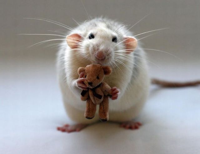 Tiny versions of bigger things (41 pics)