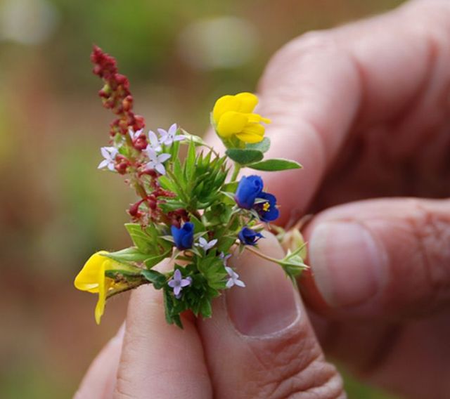 Tiny versions of bigger things (41 pics)