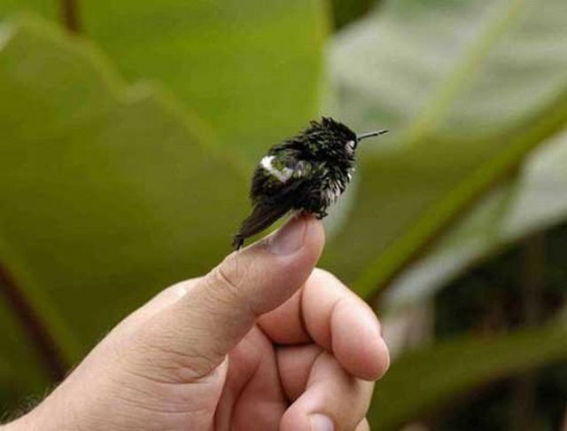 Tiny versions of bigger things (41 pics)