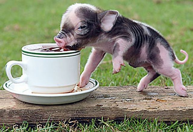 Tiny versions of bigger things (41 pics)