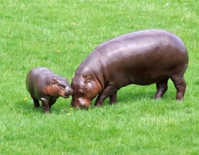 Tiny versions of bigger things (41 pics)