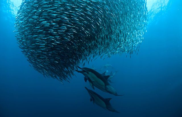 The great sardine run – the greatest natural predatory show on earth (16 pics)