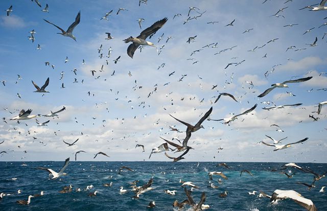 The great sardine run – the greatest natural predatory show on earth (16 pics)