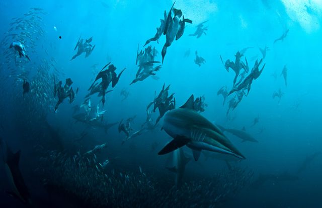 The great sardine run – the greatest natural predatory show on earth (16 pics)