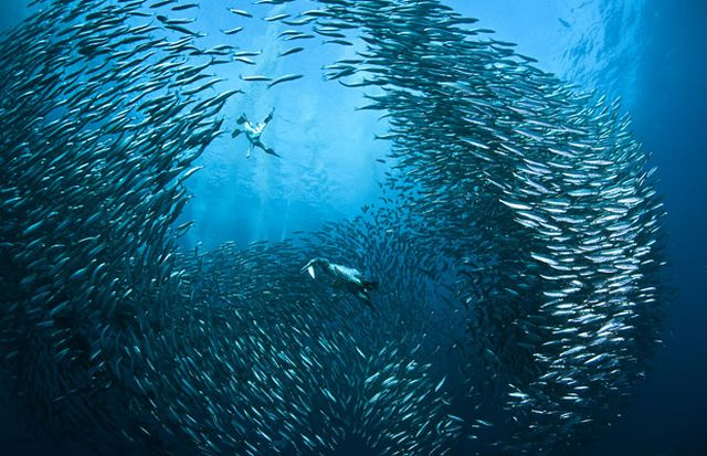 The great sardine run – the greatest natural predatory show on earth (16 pics)