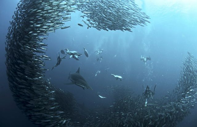 The great sardine run – the greatest natural predatory show on earth (16 pics)