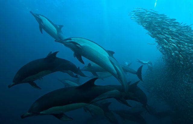 The great sardine run – the greatest natural predatory show on earth (16 pics)