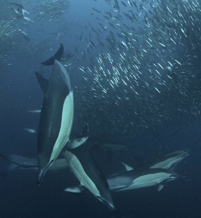 The great sardine run – the greatest natural predatory show on earth (16 pics)