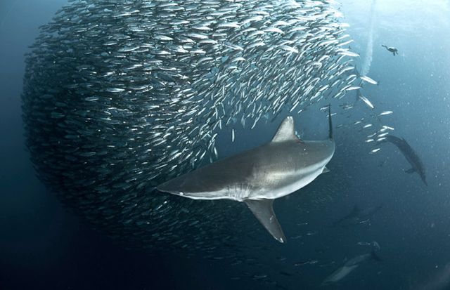 The great sardine run – the greatest natural predatory show on earth (16 pics)