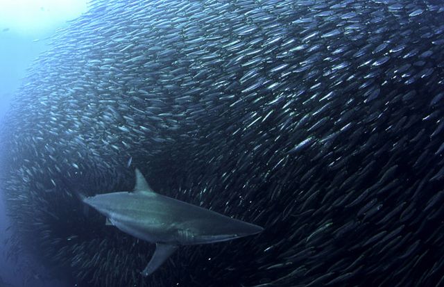 The great sardine run – the greatest natural predatory show on earth (16 pics)