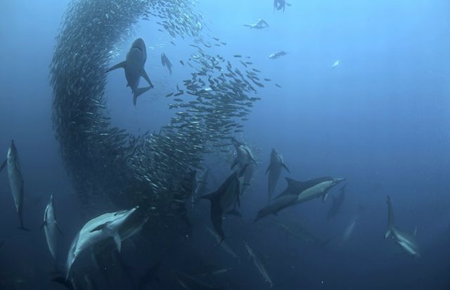 The great sardine run – the greatest natural predatory show on earth (16 pics)