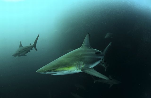 The great sardine run – the greatest natural predatory show on earth (16 pics)