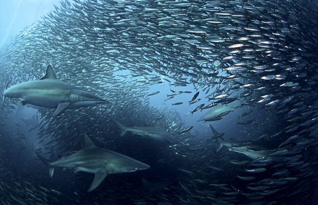 The great sardine run – the greatest natural predatory show on earth (16 pics)