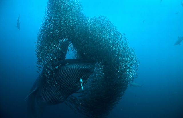 The great sardine run – the greatest natural predatory show on earth (16 pics)