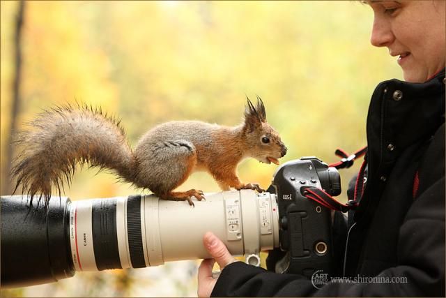 Photoshoot of a small squirrel (15 pics)