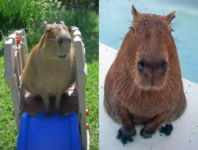 Caplin Rous – a famous Capybara (71 pics)