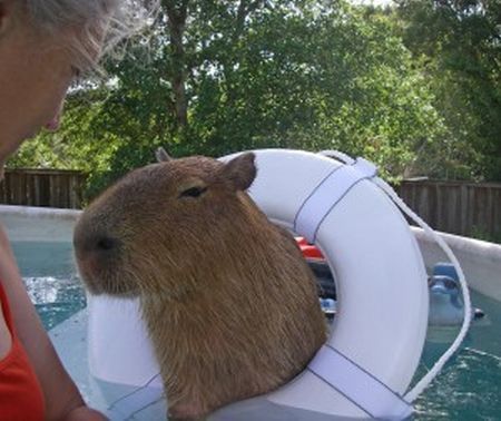 Caplin Rous – a famous Capybara (71 pics)
