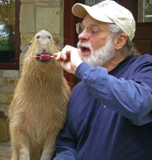 Caplin Rous – a famous Capybara (71 pics)