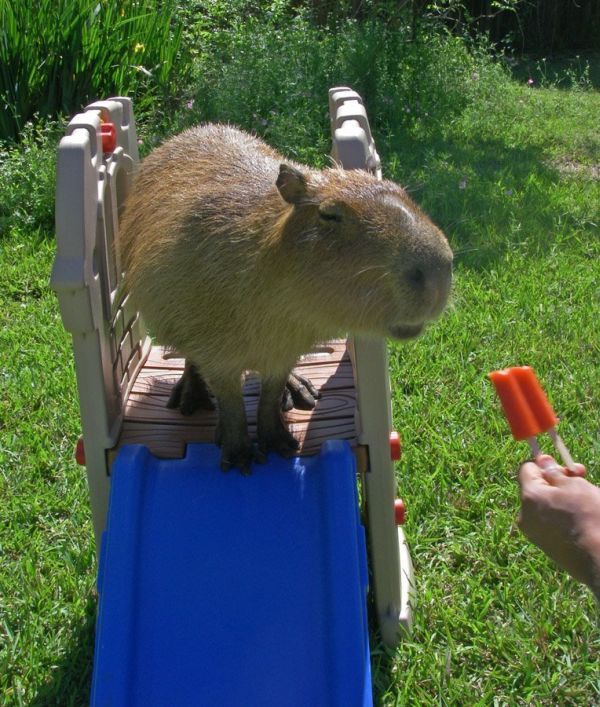 Caplin Rous – a famous Capybara (71 pics)