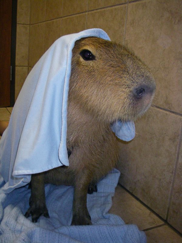Caplin Rous – a famous Capybara (71 pics)