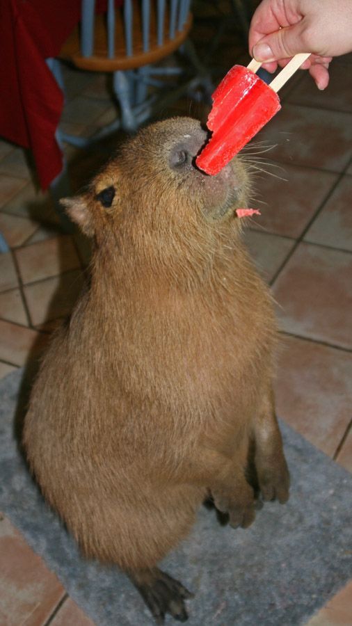 Caplin Rous – a famous Capybara (71 pics)