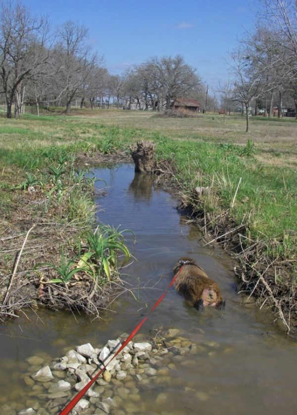 Caplin Rous – a famous Capybara (71 pics)