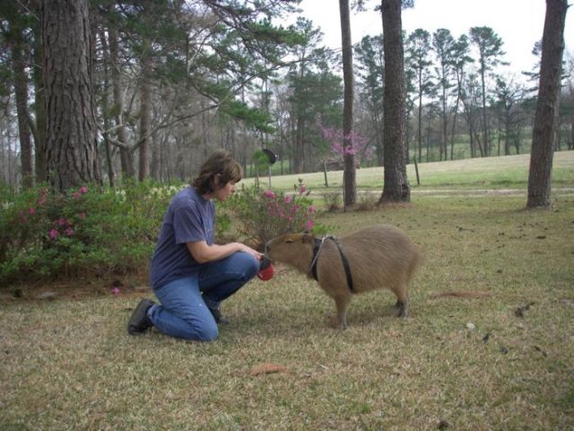 Caplin Rous – a famous Capybara (71 pics)