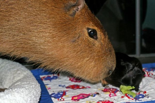 Caplin Rous – a famous Capybara (71 pics)