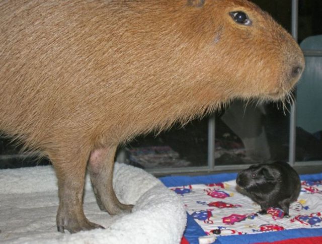 Caplin Rous – a famous Capybara (71 pics)