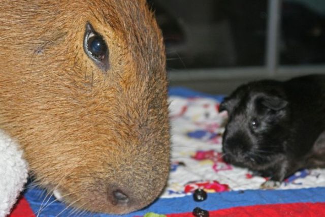 Caplin Rous – a famous Capybara (71 pics)