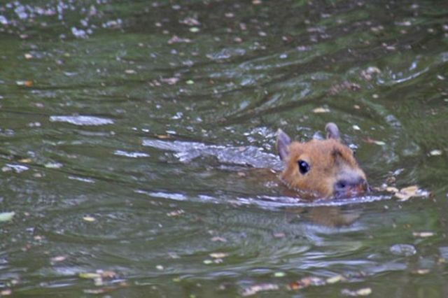 Caplin Rous – a famous Capybara (71 pics)