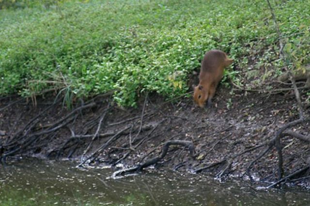 Caplin Rous – a famous Capybara (71 pics)