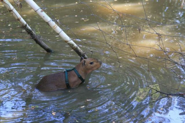Caplin Rous – a famous Capybara (71 pics)