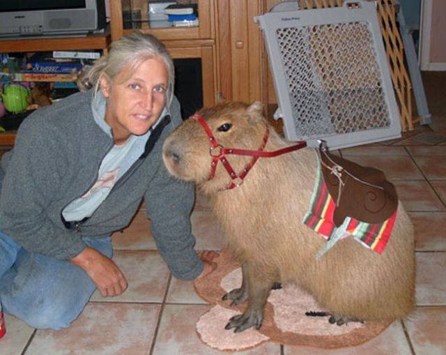 Caplin Rous – a famous Capybara (71 pics)