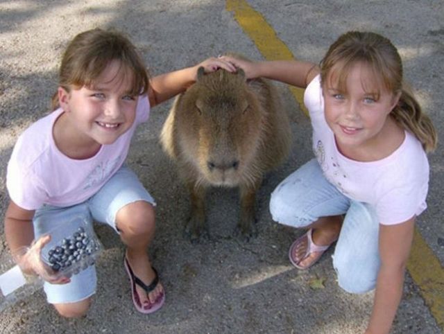 Caplin Rous – a famous Capybara (71 pics)