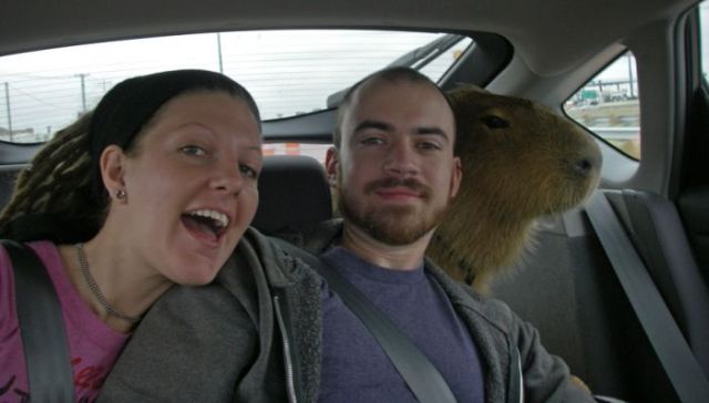 Caplin Rous – a famous Capybara (71 pics)