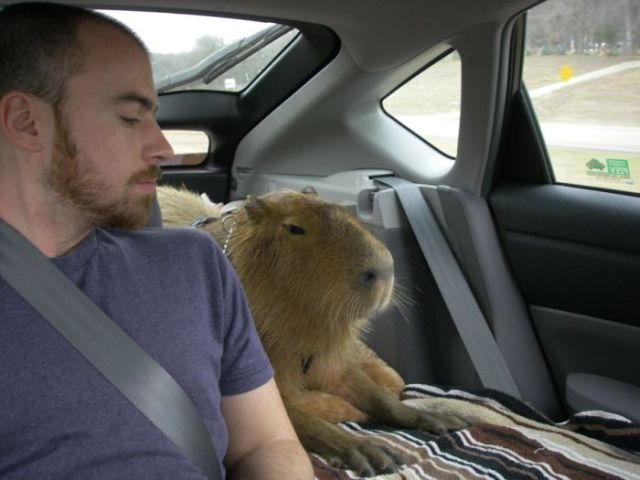 Caplin Rous – a famous Capybara (71 pics)